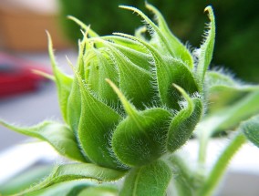 墨砚与花卉，蒲江县绿植花卉租赁价格探讨